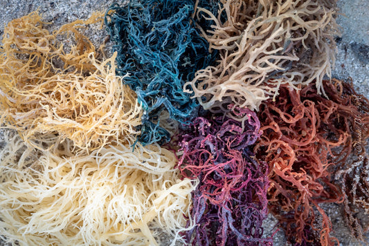 Les Pouvoirs Méconnus de la Sea Moss pour une Vie Équilibrée et en Bonne Santé / The Unrecognized Powers of Sea Moss for a Balanced and Healthy Life